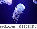 Spotted jellyfish swaying in the water 91808851