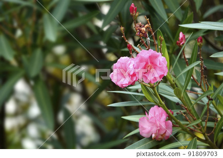 尖尖的綠葉和粉紅色的夾竹桃花 91809703