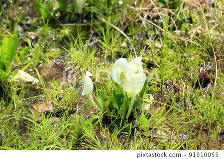 Flower of Mizubasho Flower of Mizubasho 91810055
