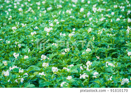 “北海道”馬鈴薯田，美瑛 91810170