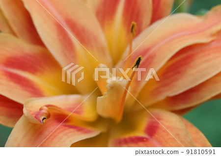 黃色桃花 91810591