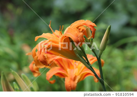 黃色桃花 黃色桃花 91810594