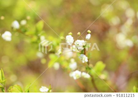 Flower of a sagebird 91811215