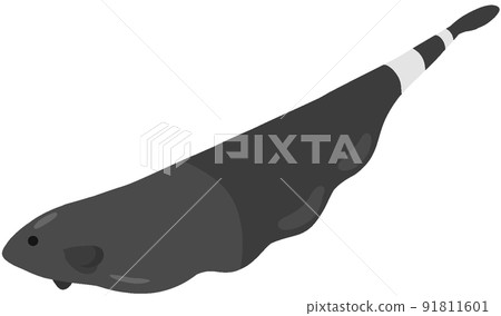 Black ghost knife fish 91811601