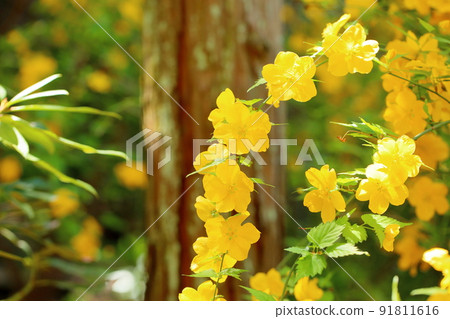 Yamaboki花 91811616