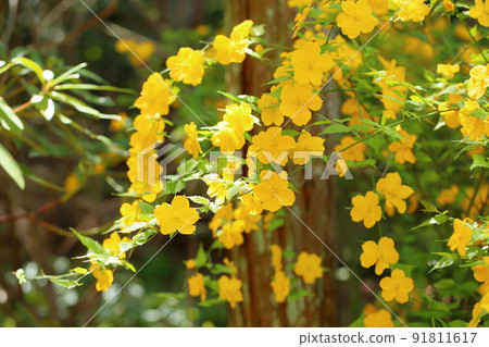 Yamaboki花 91811617