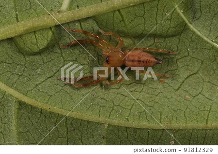 一個生物，一隻蜘蛛，一隻蜘蛛，一個少年。成體呈灰褐色，但腹部的三角紋似乎依然存在。 91812329