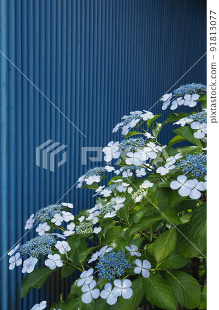  Gaku hydrangea 91813077
