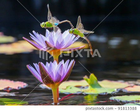 睡蓮和蜻蜓 睡蓮和蜻蜓 91813388