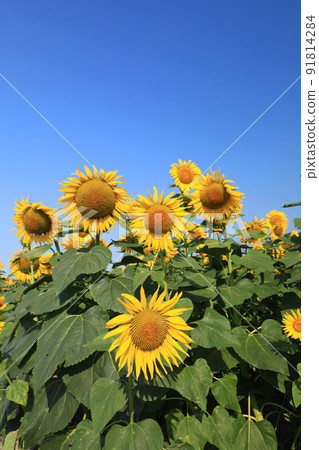 Sunflower 7593 91814284