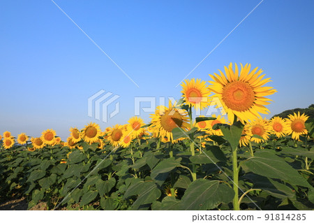 Sunflower 7336 91814285
