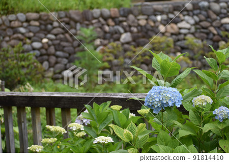 開花以石牆為背景的淡藍色繡球花 91814410
