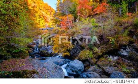Oyanagawa Gorge (Autumn) Oyanagawa Gorge (Autumn) 91814477