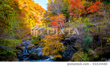 Oyanagawa Gorge (Autumn) Oyanagawa Gorge (Autumn) 91814480