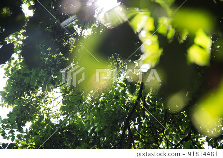 Green and light Green and light 91814481