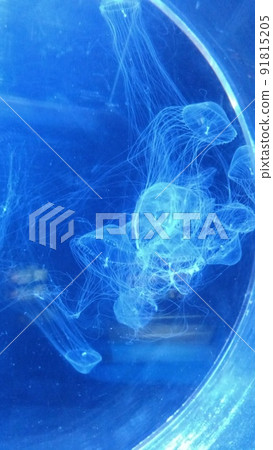 給搖曳的水母 91815205