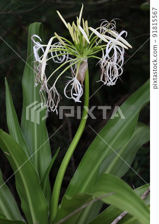 Natural plant Hamayu, on the coast of Ishigaki Island. Many fragrant flowers on the stem tips. It blooms one after another at night Natural plant Hamayu, on the coast of Ishigaki Island. Many fragrant flowers on the stem tips. It blooms one after another at night 91815567