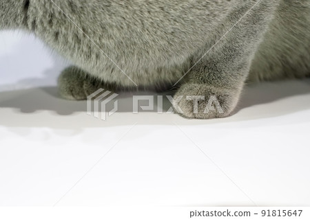 Close up the Thai Korat Claw Cat with dark gray fur on the white table with shadow on it. Close up the Thai Korat Claw Cat with dark gray fur on the white table with shadow on it. 91815647