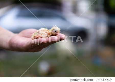 Adorable Leghorn chick on human man hand in outdoor light with blur background. 91815692