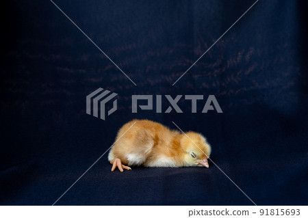 Close up Rhode Island Red baby chick on dark black cloth texture. Close up Rhode Island Red baby chick on dark black cloth texture. 91815693