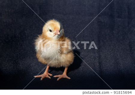 Close up Rhode Island Red baby chick on dark black cloth texture. Close up Rhode Island Red baby chick on dark black cloth texture. 91815694