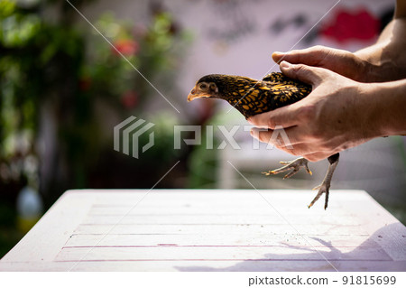 Human hand holds and handles gently on bronze sebright chick and lay down on pastel pink wood table in the outdoor garden in the afternoon time. 91815699