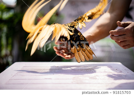 Backside Sebright Chick spreads the wings and hangs on to the human hand on the wood table in outdoor light. 91815703