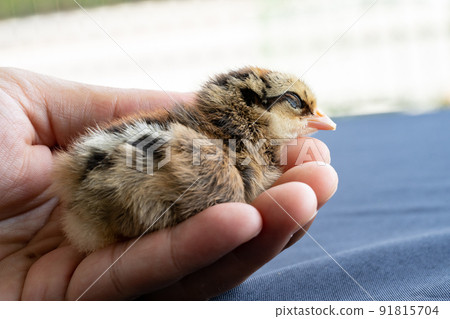 adorable Wyandotte chick is sleeping on human man hand in outdoor light with blur background. 91815704