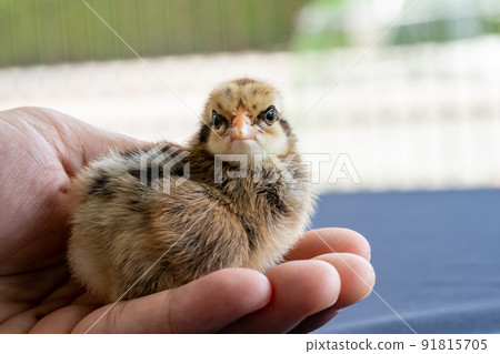 adorable Wyandotte chick on human man hand in outdoor light with blur background. 91815705