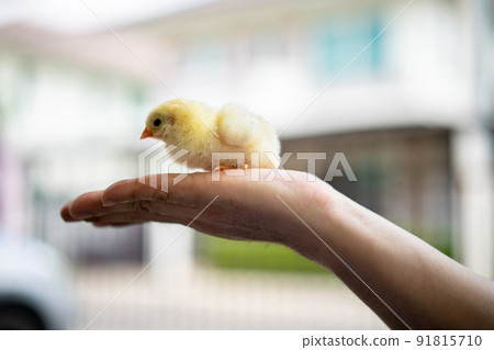 Yellow adorable chick on human man hand in outdoor light with blur background. Yellow adorable chick on human man hand in outdoor light with blur background. 91815710