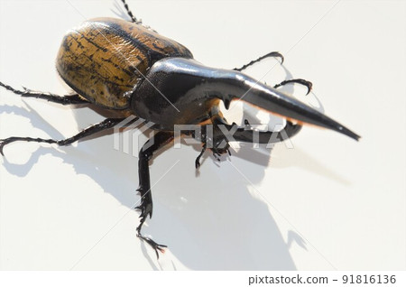 Hercules Beetle Hercules Hercules White Background Hercules Beetle Hercules Hercules White Background 91816136
