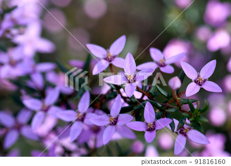 Pink flowers of the Australian native Boronia ledifolia, family Rutaceae in Sydney woodland, NSW. Known as the Showy, Sydney or Ledum Boronia. Winter to spring flowering Pink flowers of the Australian native Boronia ledifolia, family Rutaceae in Sydney woodland, NSW. Known as the Showy, Sydney or Ledum Boronia. Winter to spring flowering 91816160