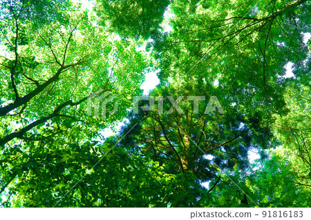 Treetops looking up on the road to Ushiroyama Okunoin 1 Mimasaka City, Okayama Prefecture 91816183