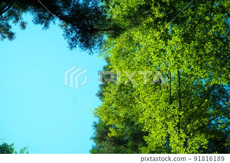 Treetops and blue sky looking up on the road to Ushiroyama Okunoin 1 Mimasaka City, Okayama Prefecture Treetops and blue sky looking up on the road to Ushiroyama Okunoin 1 Mimasaka City, Okayama Prefecture 91816189