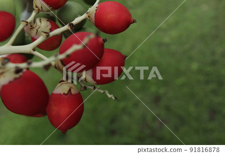 紅棕櫚果 91816878