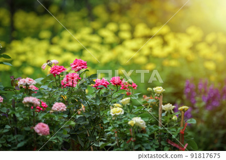 pink, yellow, purple, cream flower in the garden with sunlight effect for background. 91817675