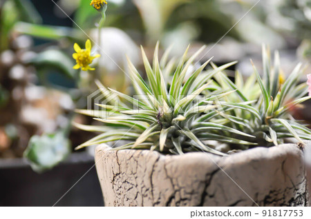 haworthia limifolia variegated, haworthia arachnoidea or Haworthia limifolia or Haworthia Capillaris ,cactus haworthia limifolia variegated, haworthia arachnoidea or Haworthia limifolia or Haworthia Capillaris ,cactus 91817753