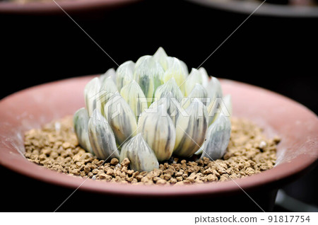 Haworthia ,Haworthia tsukikage or cactus or succulent 91817754