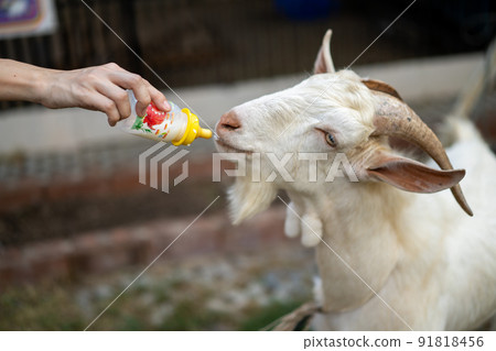 White goat is feeded by human with the baby bottle of milk. White goat is feeded by human with the baby bottle of milk. 91818456
