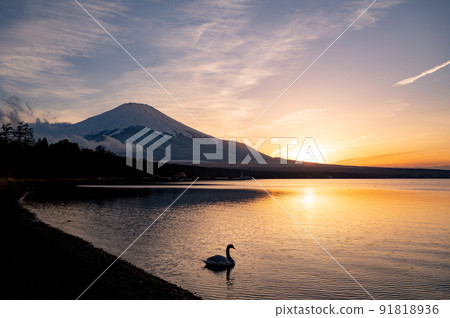 Yamanashi Mt. Fuji and the swan of Lake Yamanaka 91818936