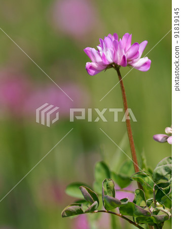 開花在春天領域的蓮花 91819145