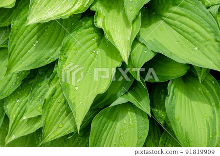 Hosta is a perennial herbaceous plant in the Asparagus family. Stylish green background 91819909