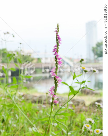 A comparison between the round and round Spiranthes sinensis and the back of a skyscraper that looks faint in the distance 91819910