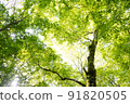 Fresh green forest 91820505