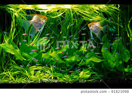 Aquarium Aquarium Layout Golden Angel and Cardinal Tetra Aquarium Aquarium Layout Golden Angel and Cardinal Tetra 91821098