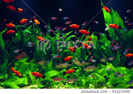 Aquarium lively aquarium layout aquarium 91821099