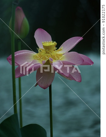 Beautiful lotus flower * Vertical rectangular composition Beautiful lotus flower * Vertical rectangular composition 91822175