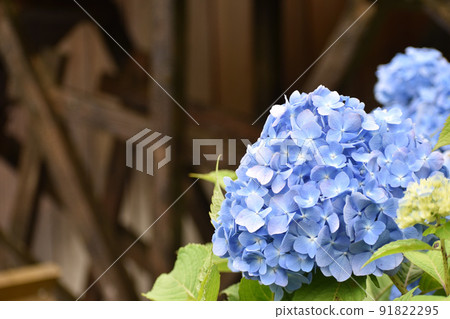 水車旁盛開的藍色繡球花 91822295