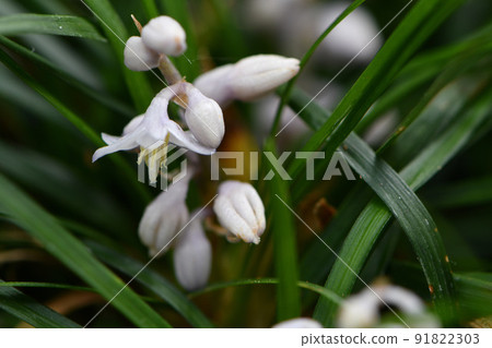 Ryunouchi flower Ryunouchi flower 91822303