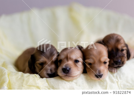 Puppy Kaninhen Dachshund Puppy Kaninhen Dachshund 91822874